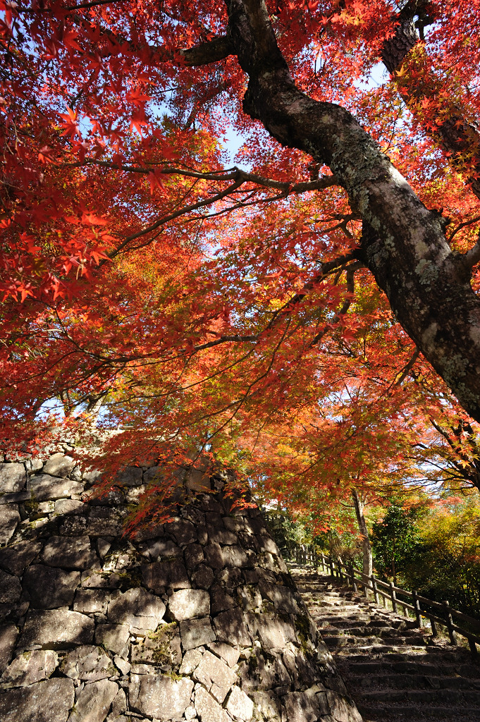 郡上八幡城のもみじ