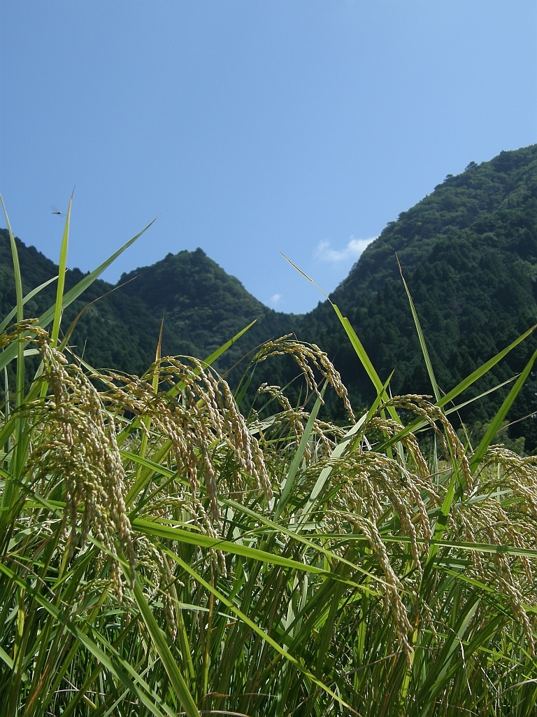 実る