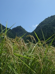 実る