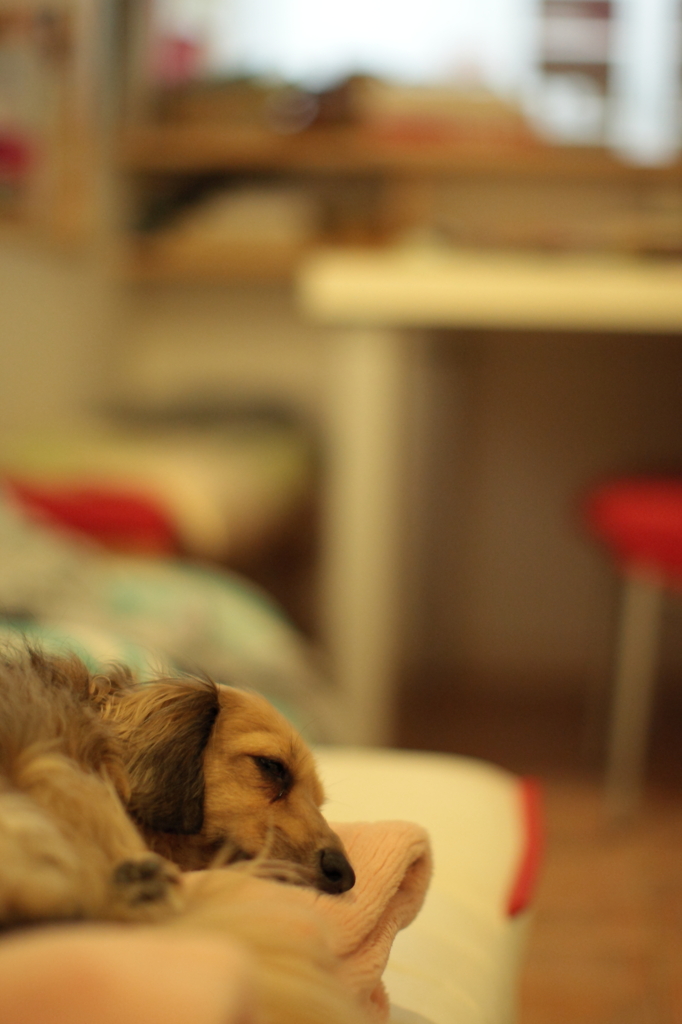 Ｚzzz。。。