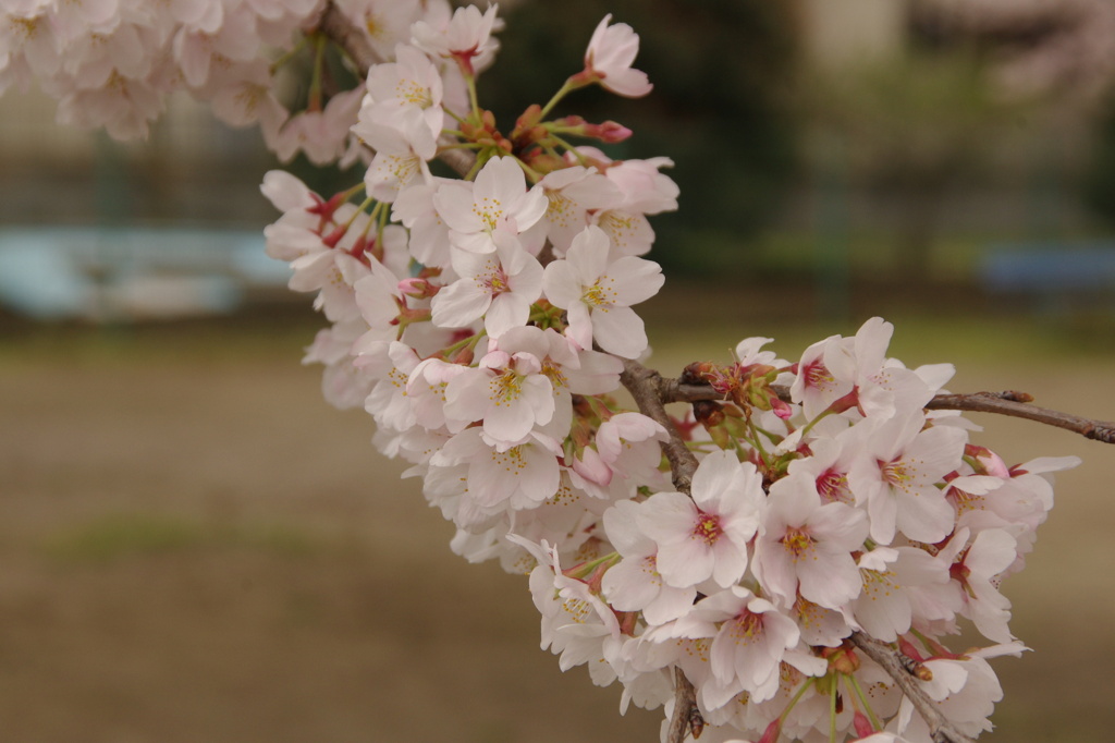 桜Ｈ２２・４