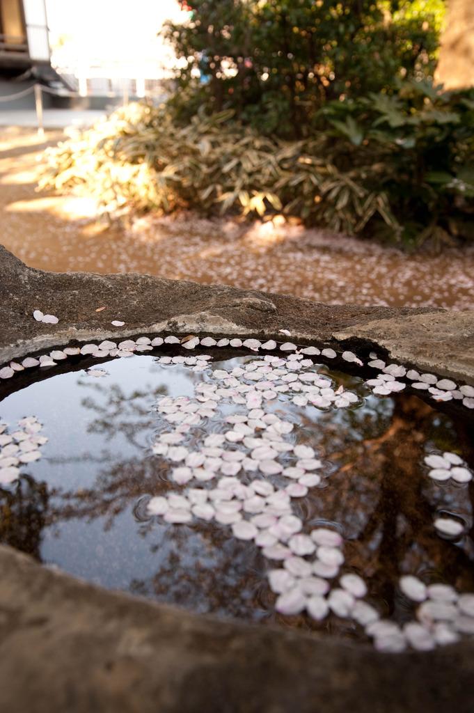 ここにも、桜