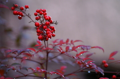 16097719_org.v1233272776