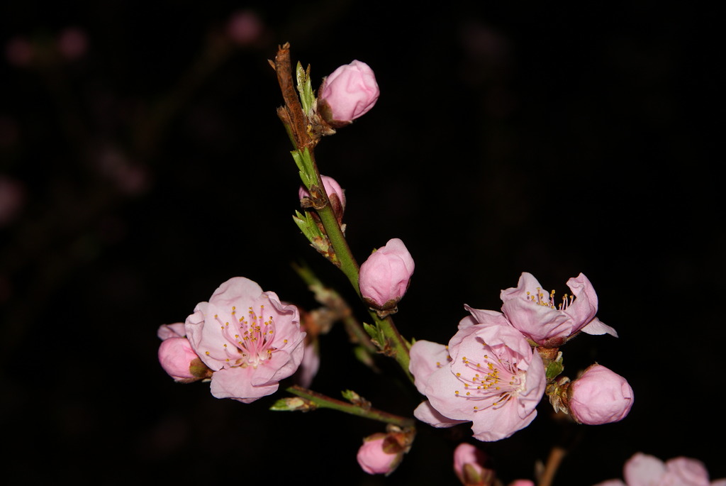 夜の花