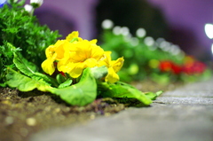 夜の花