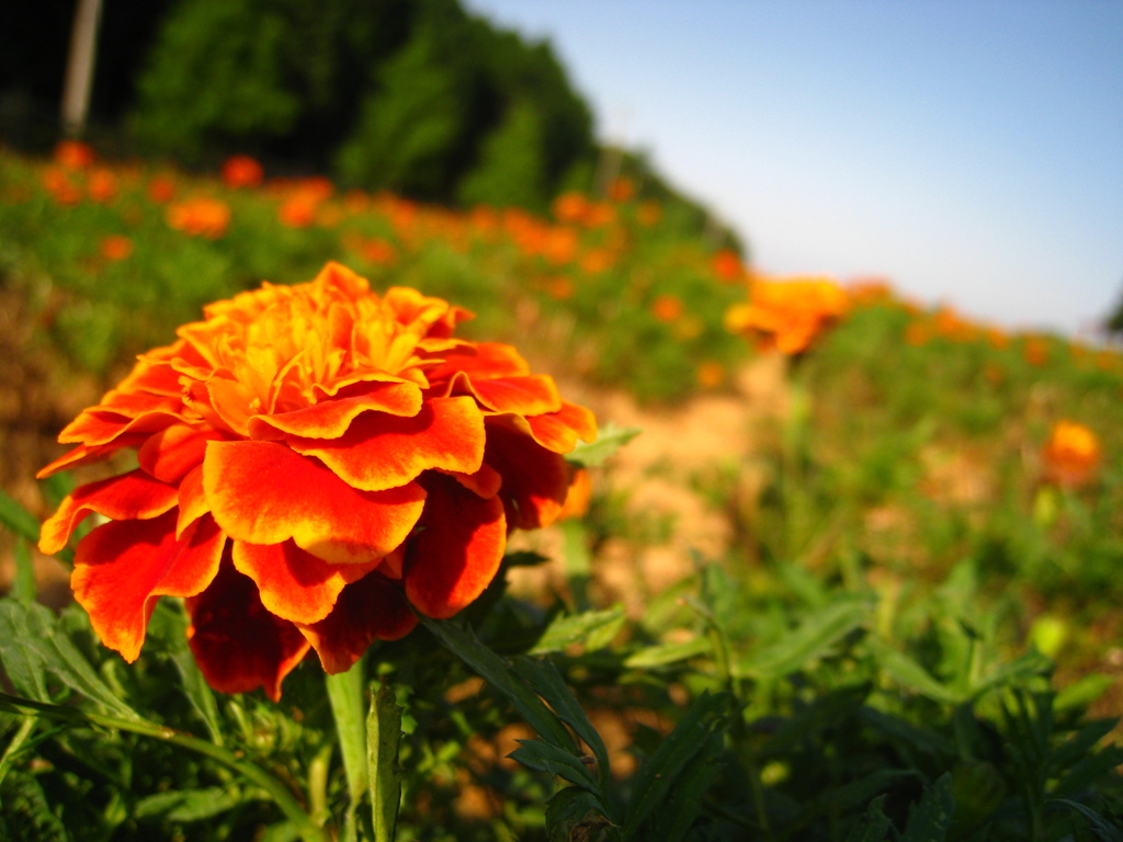 オレンジの花