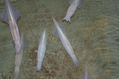 ika