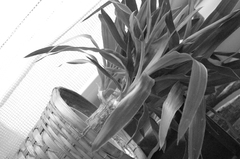 植物