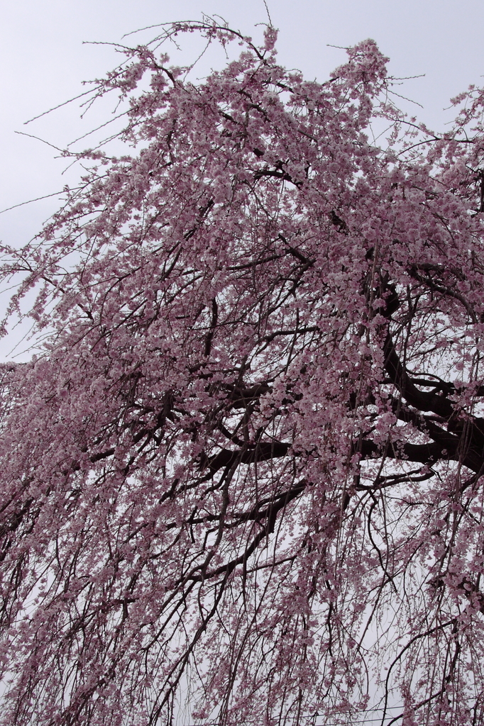 枝垂れ桜　
