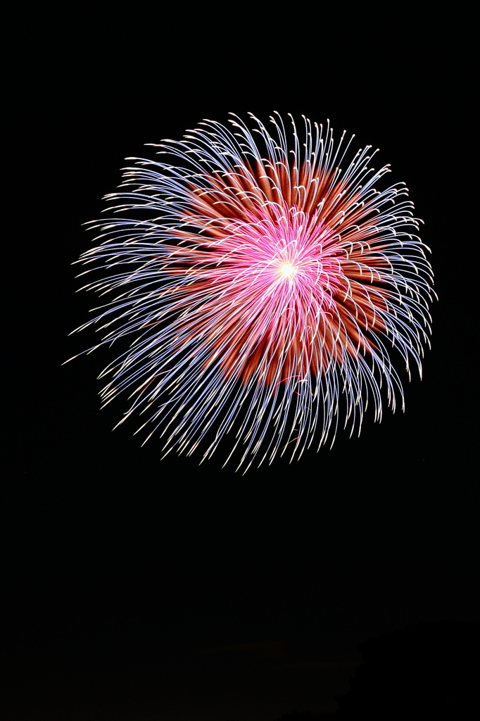 夜空の菊