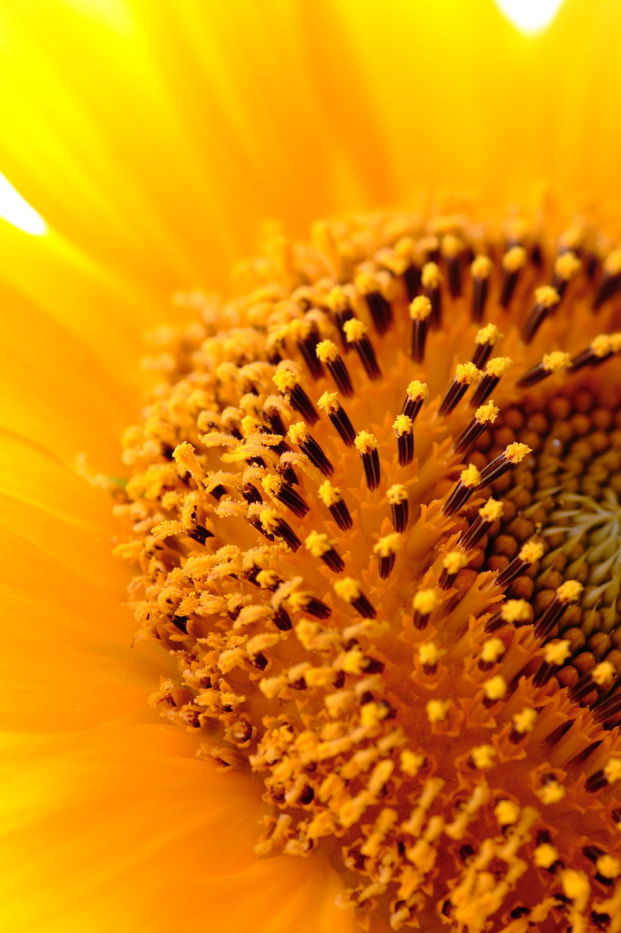 Positive Yellow