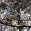 旬の味覚