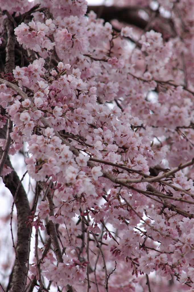 枝垂れ桜