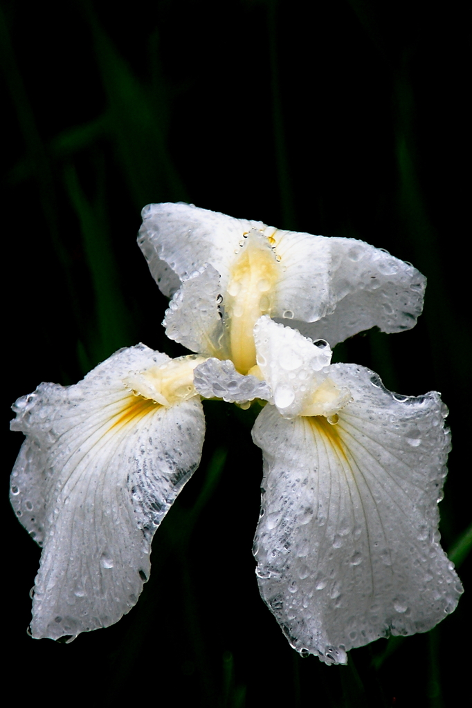 Rainy Iris