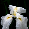 Rainy Iris