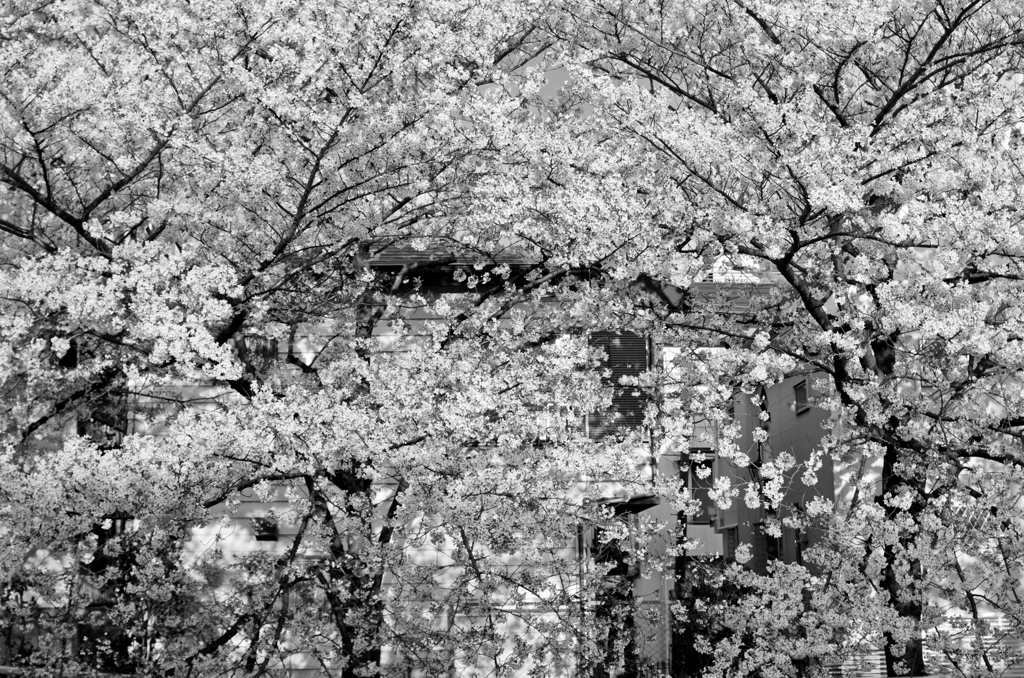 2014年04月05日_神田川