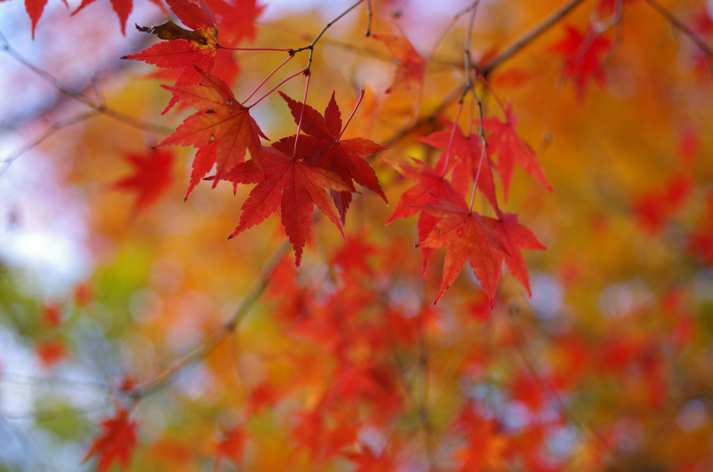 2014年12月21日_新宿御苑