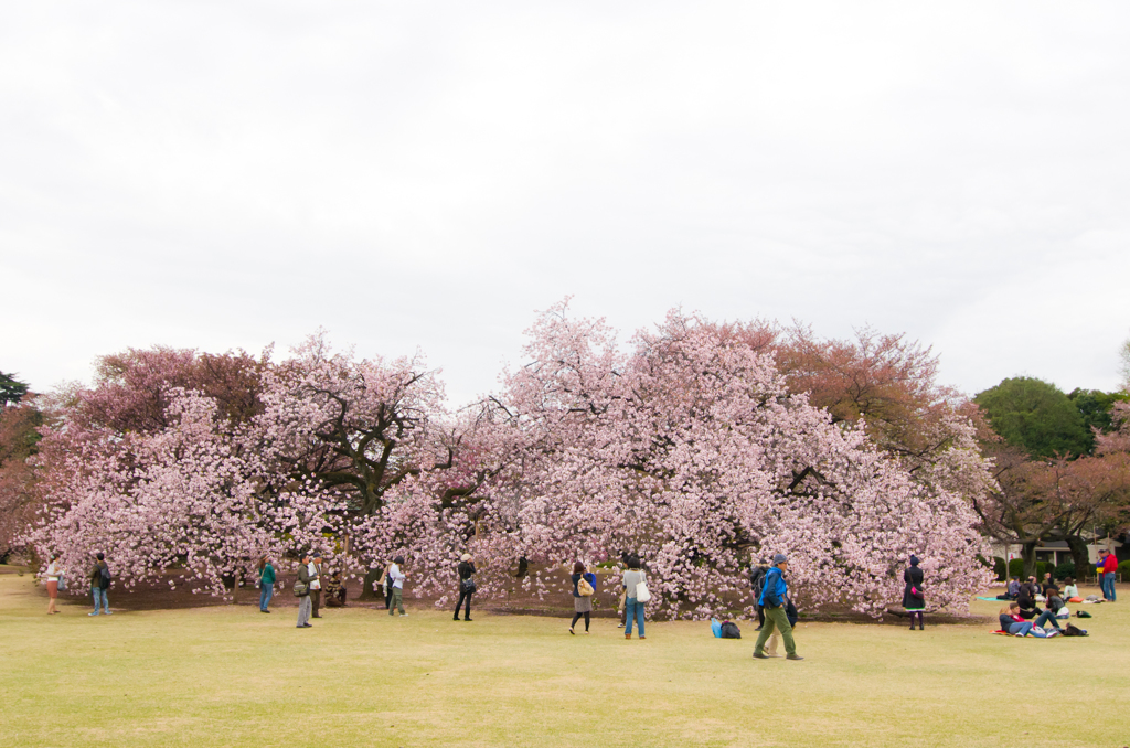 2013年4月6日_新宿御苑
