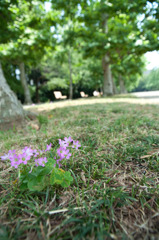小さな花