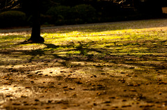 新宿御苑(2009/12/4)