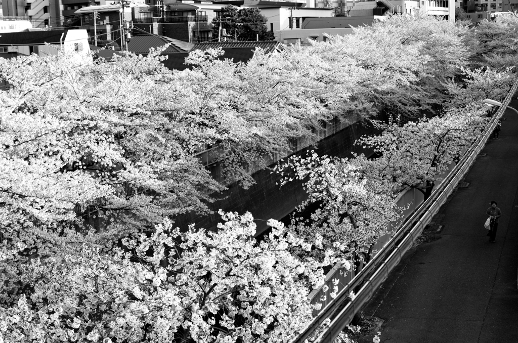 2014年04月05日_神田川