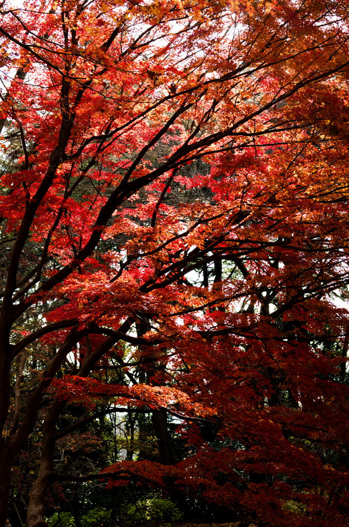 2014年12月21日_新宿御苑