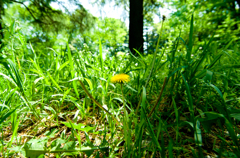 2013年4月28日_新宿御苑