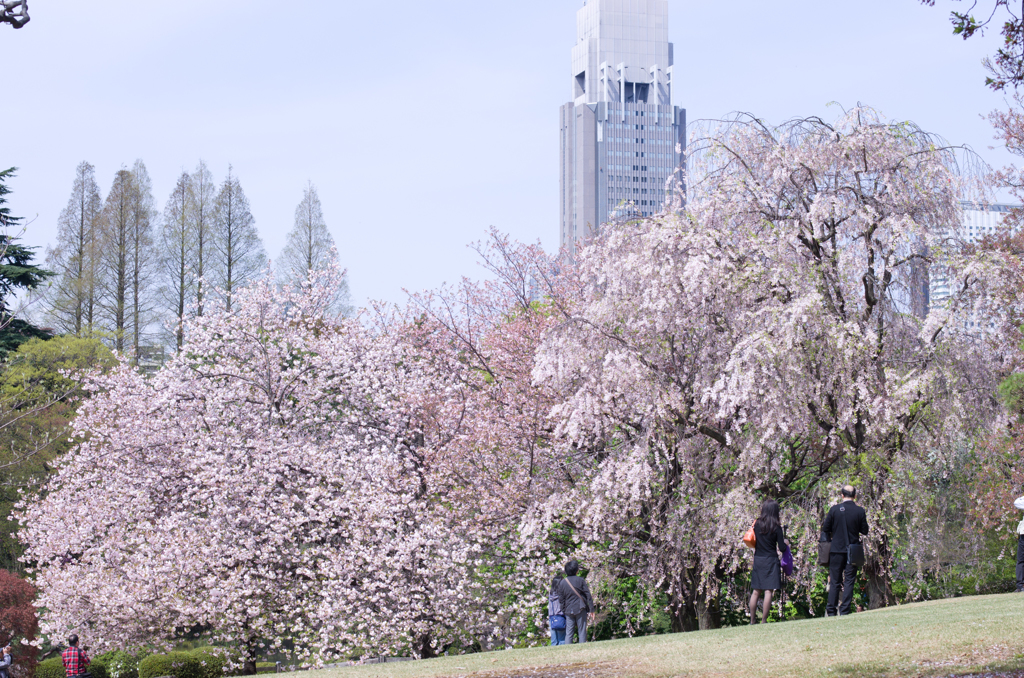 2015年04月12日_新宿御苑
