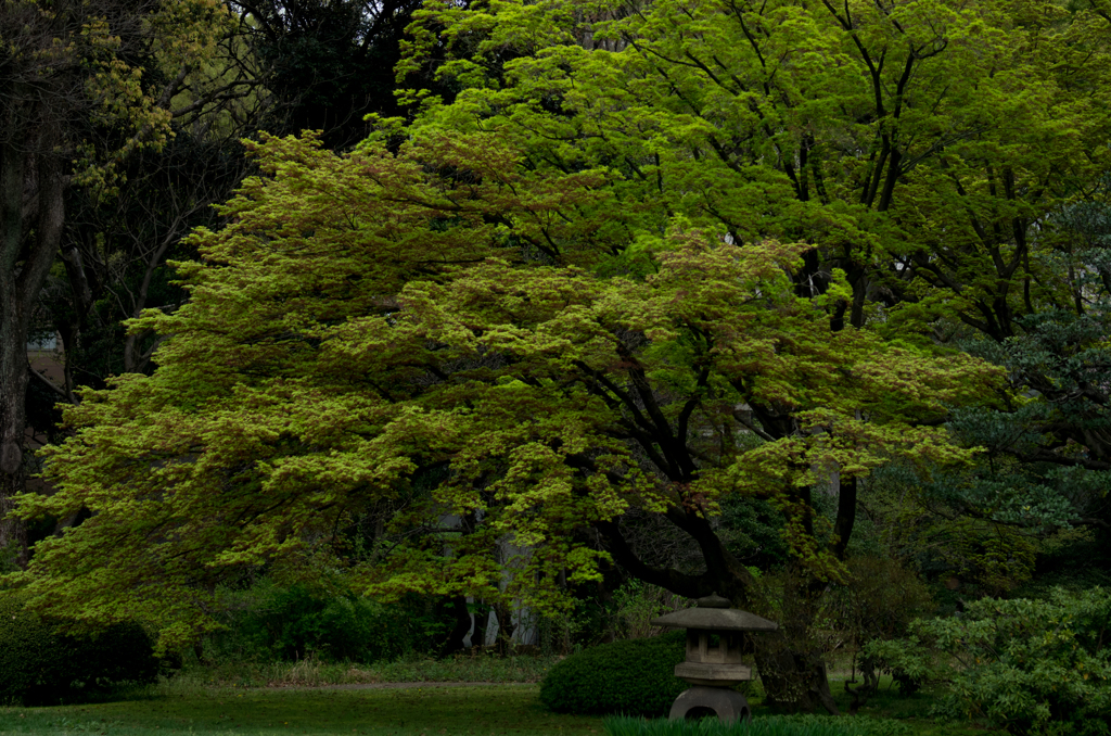 2016年04月10日_六義園