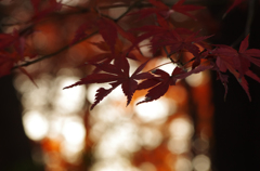 2015年12月20日_新宿御苑