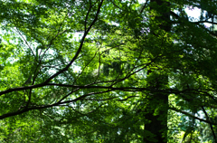 2013年6月9日_新宿御苑