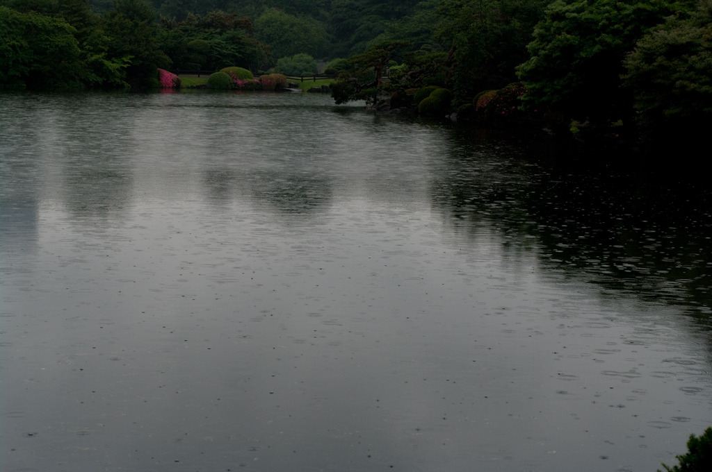 雨の新宿御苑