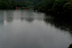 雨の新宿御苑