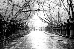 上野東照宮参道