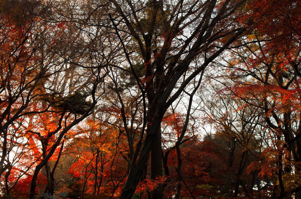 2015年12月20日_新宿御苑