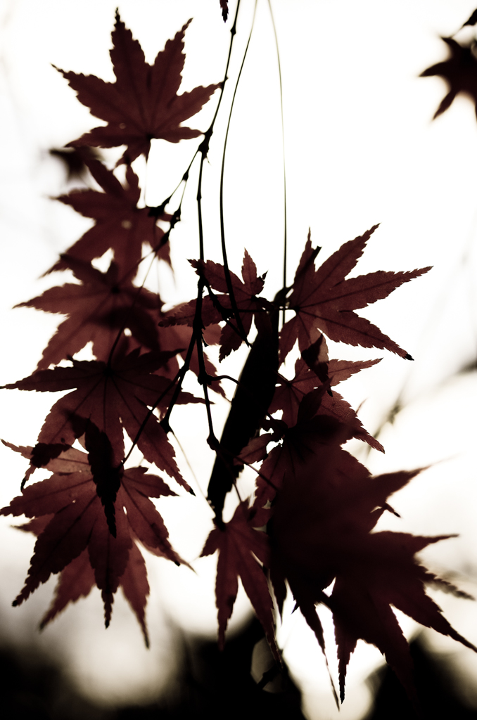 2014年12月21日_新宿御苑