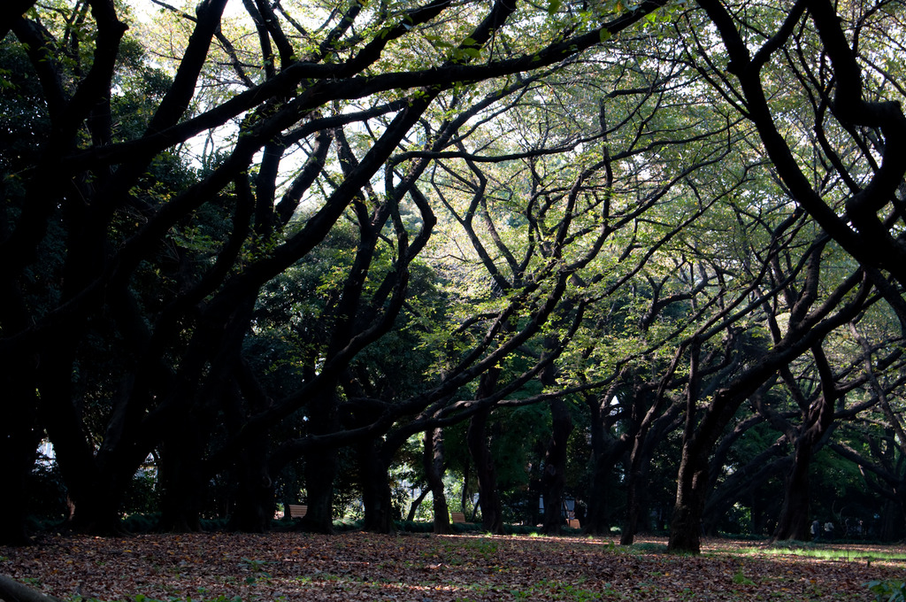 新宿御苑(2009/11/8)