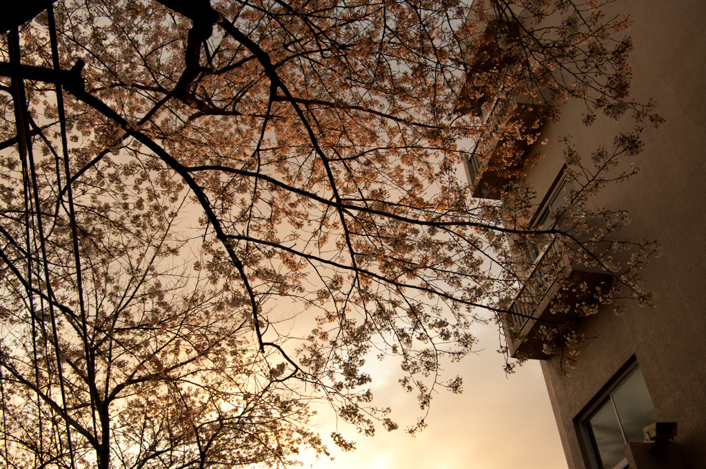 桜空