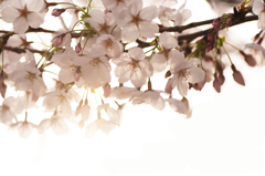 2012年4月7日 桜