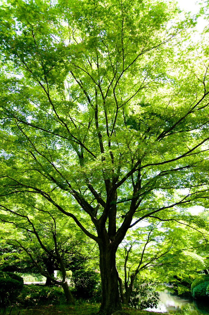 2013年4月28日_新宿御苑
