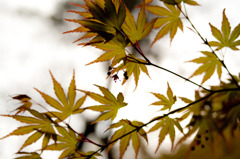 2011年4月2日_新宿御苑_もみじ