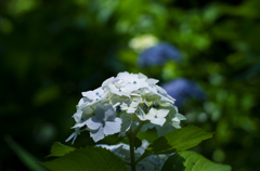 2013年6月9日_新宿御苑