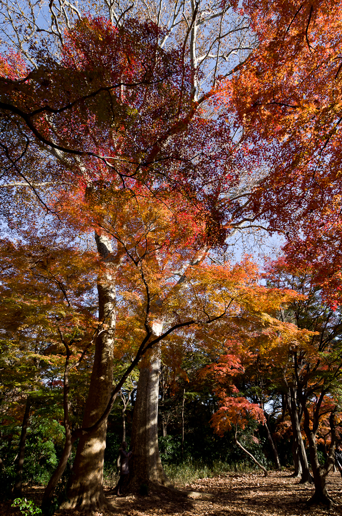 2012年12月09日_新宿御苑