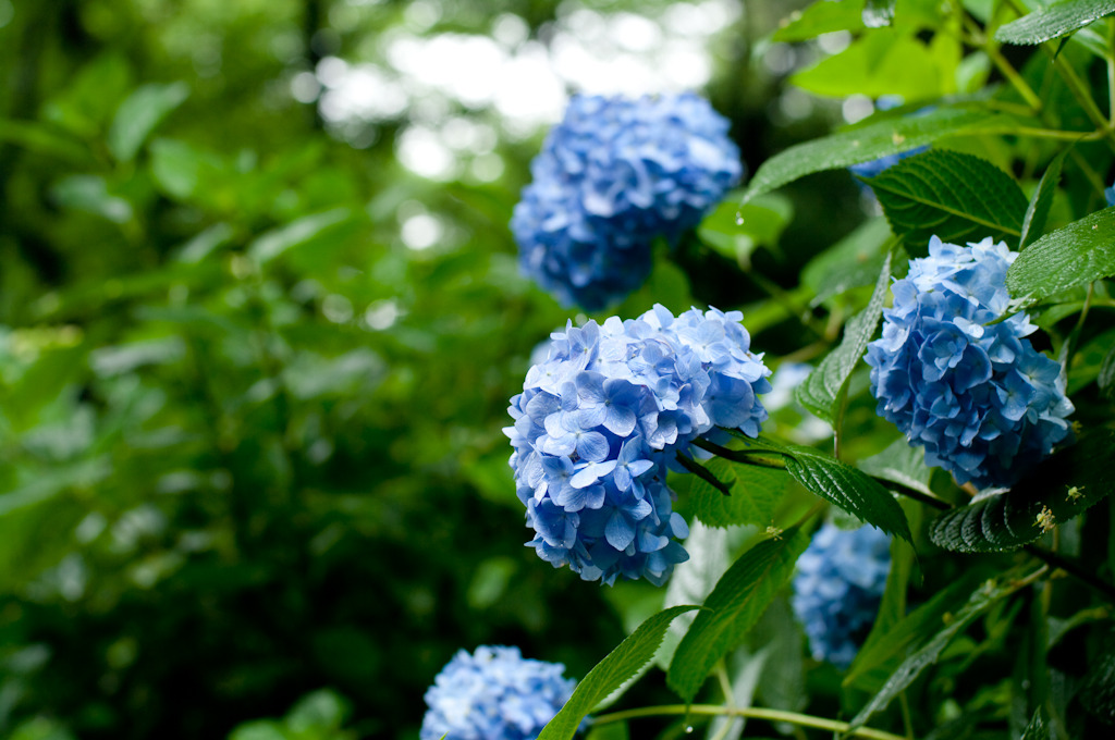 雨の新宿御苑