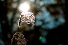 新宿御苑(2009/12/4)