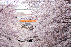 2012年4月7日 桜