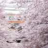 2012年4月7日 桜