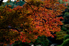 新宿御苑(2009/12/4)