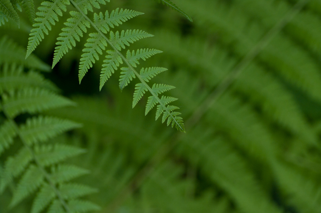 2011/7/31　新宿御苑