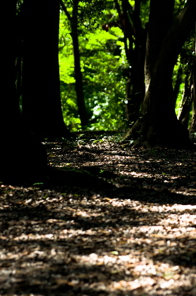 2014年08月03日_新宿御苑